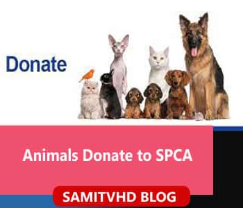 Support Animals Donate to SPCA